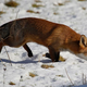 Illustration for article titled Biologists Confirm Foxes Sneakiest Little Fuckers In Animal Kingdom